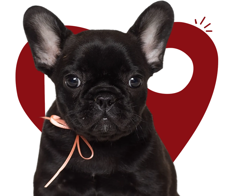 Kobes K9s Pups Donate