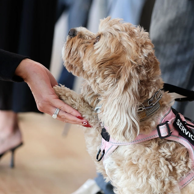 Kobes-K9s-service dog2