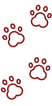 Kobes k9s paw prints